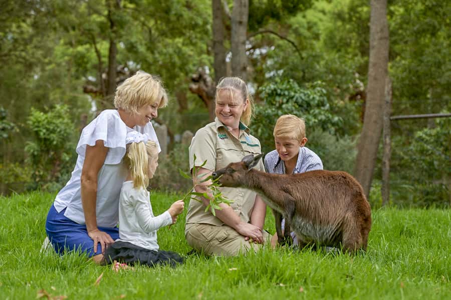 Healesville Sanctuary: General Admission Ticket - Key highlights worth planning around