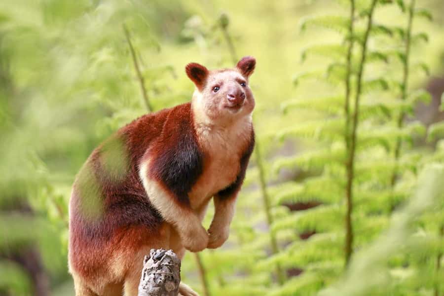 Healesville Sanctuary: General Admission Ticket - Who this ticket is best for