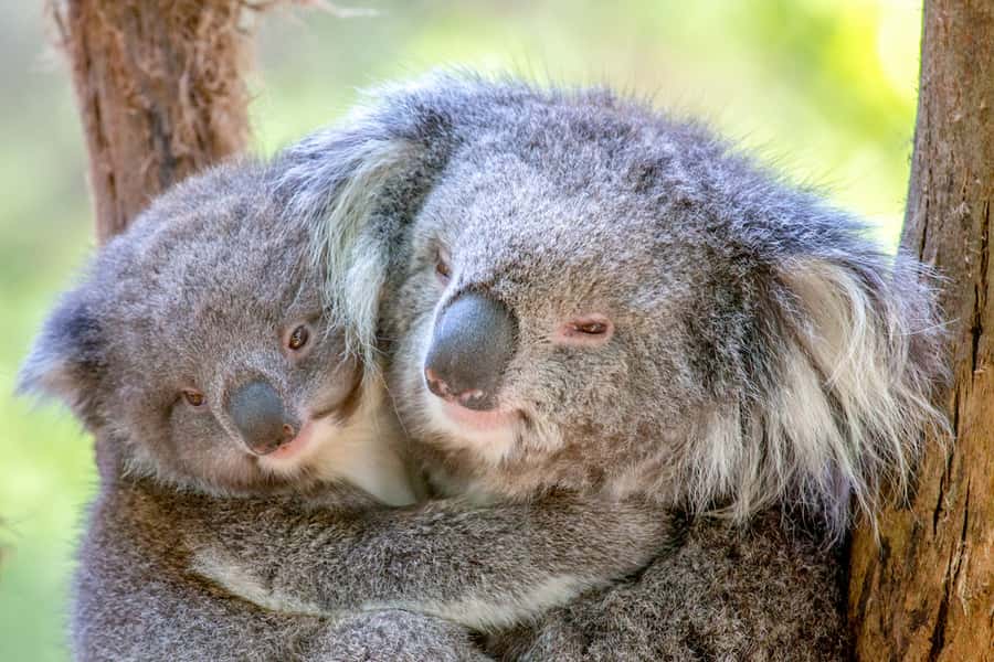 Healesville Sanctuary: General Admission Ticket - Healesville Sanctuary and the Yarra Valley setup