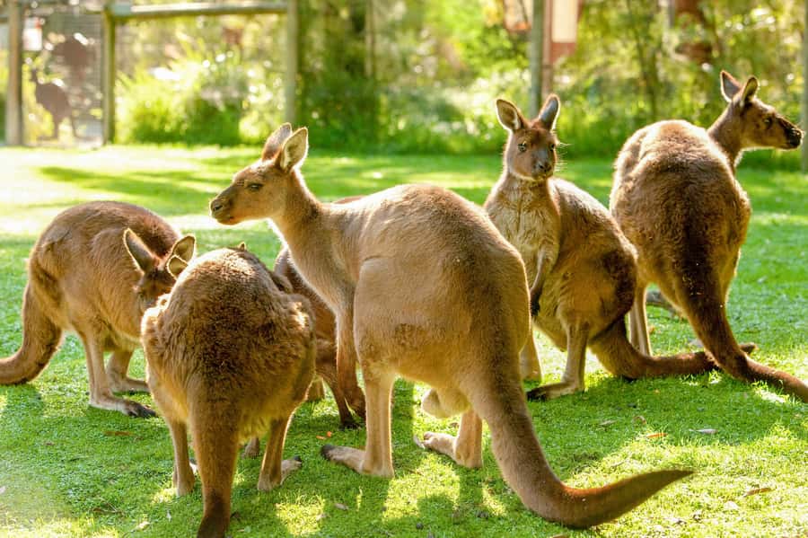 Healesville Sanctuary: General Admission Ticket - Spirits of the Sky: the free bird show that shapes your day