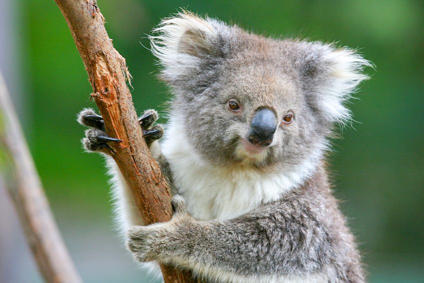 Healesville Sanctuary: General Admission Ticket - Koala Forest treetops and Kangaroo Country: where the iconic animals live