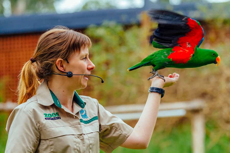 Healesville Sanctuary: General Admission Ticket - Tickets, upgrades, and what to budget beyond admission