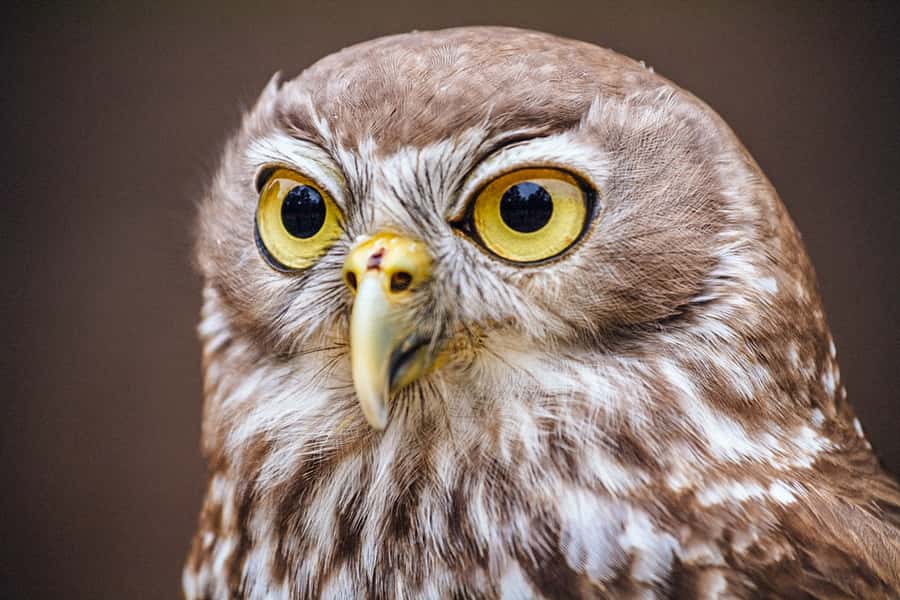 Healesville Sanctuary: General Admission Ticket - Where food fits into your one-day plan