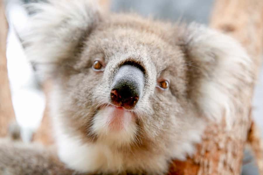 Healesville Sanctuary: General Admission Ticket - Getting there from Melbourne: driving or public transport