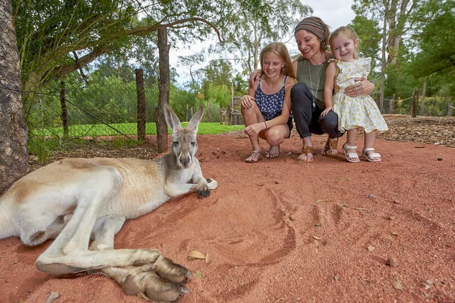 Healesville Sanctuary: General Admission Ticket - What it feels like to see 200+ native species in bush habitats