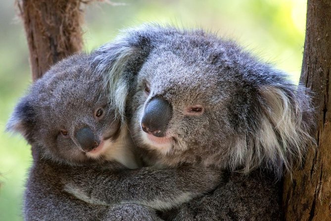 Healesville Sanctuary General Entry Ticket - Getting There From Melbourne: No Hotel Pickup, Plan Your Timing