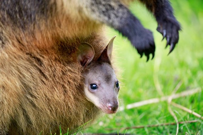 Healesville Sanctuary General Entry Ticket - Where the Day Works Best: Photos, Family Time, and Animal Rhythm