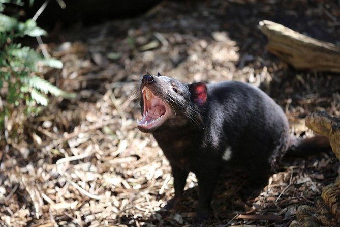 Healesville Sanctuary General Entry Ticket - Price and Value: What $40.88 Buys You