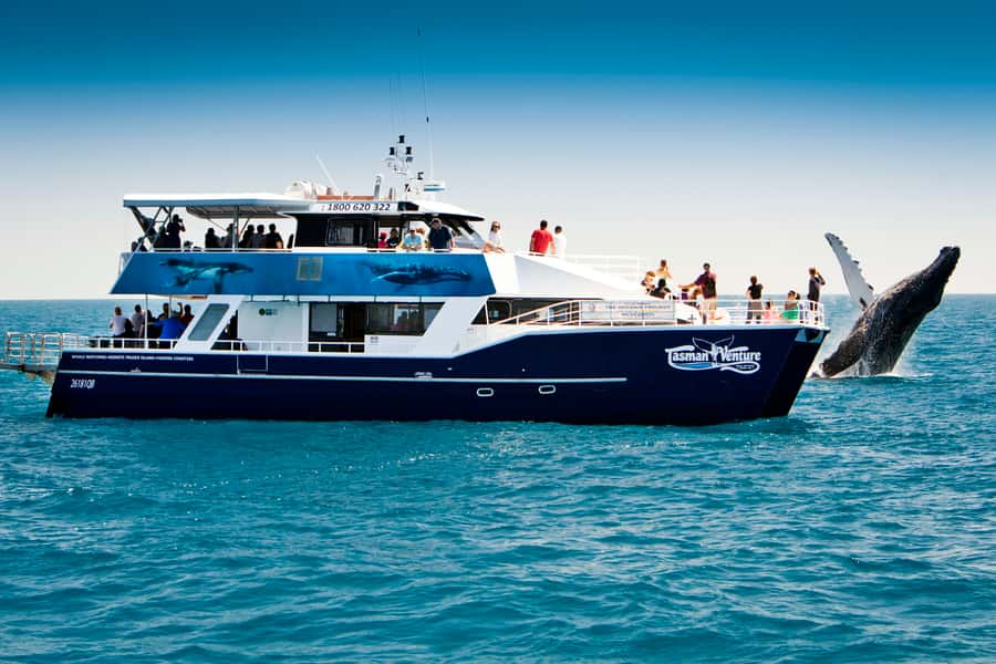 Hervey Bay 4-Hour Whale Watch Encounter - Key Things I’d Book This For