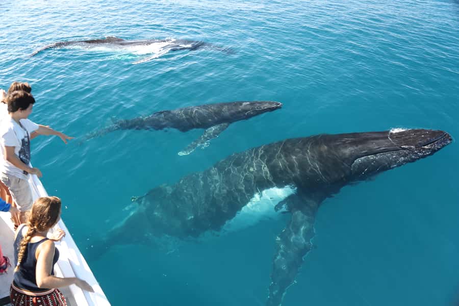 Hervey Bay 4-Hour Whale Watch Encounter - Value Check: Is $109 Good for a 4-Hour Whale Watch?
