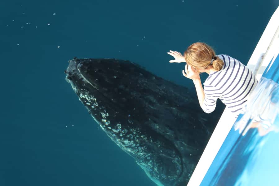 Hervey Bay 4-Hour Whale Watch Encounter - Why Hervey Bay Humpback Season Feels Different