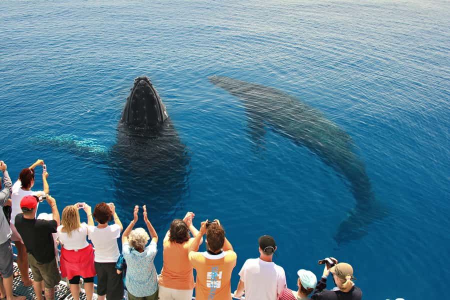 Hervey Bay 4-Hour Whale Watch Encounter - The 4-Hour Flow: Pickup, Marina Time, and When the Whales Show Up