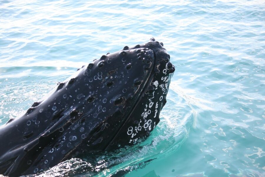 Hervey Bay 4-Hour Whale Watch Encounter - Underwater Windows and Water-Level Viewing: The Close-Encounter Advantage