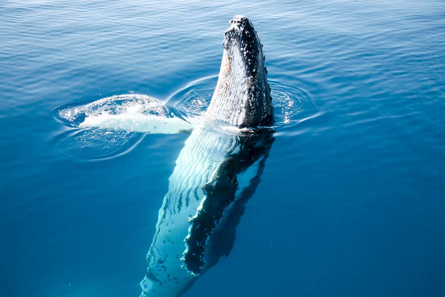 Hervey Bay 4-Hour Whale Watch Encounter - Morning or Afternoon Tea, WiFi, and the Kind of “Easy” You Feel on Day Tours