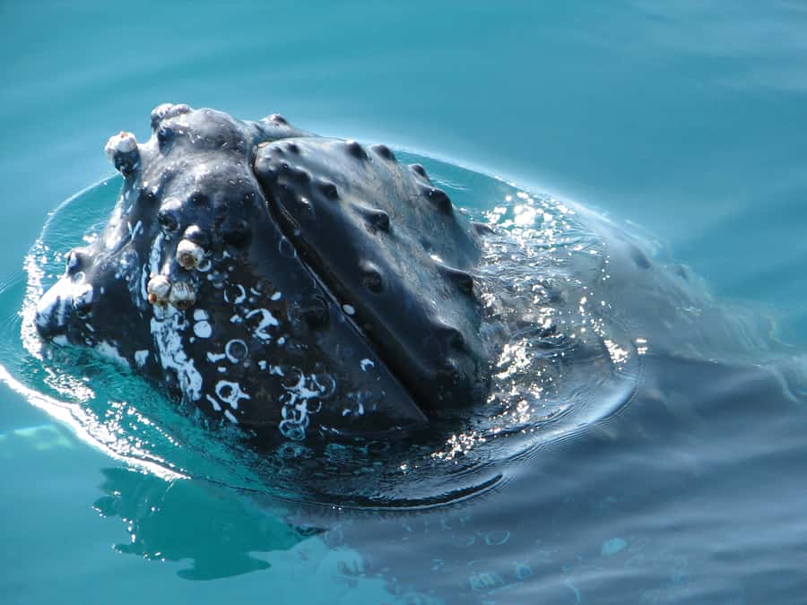 Hervey Bay 4-Hour Whale Watch Encounter - What You Might See: Humpback Behavior That Makes This Worth It
