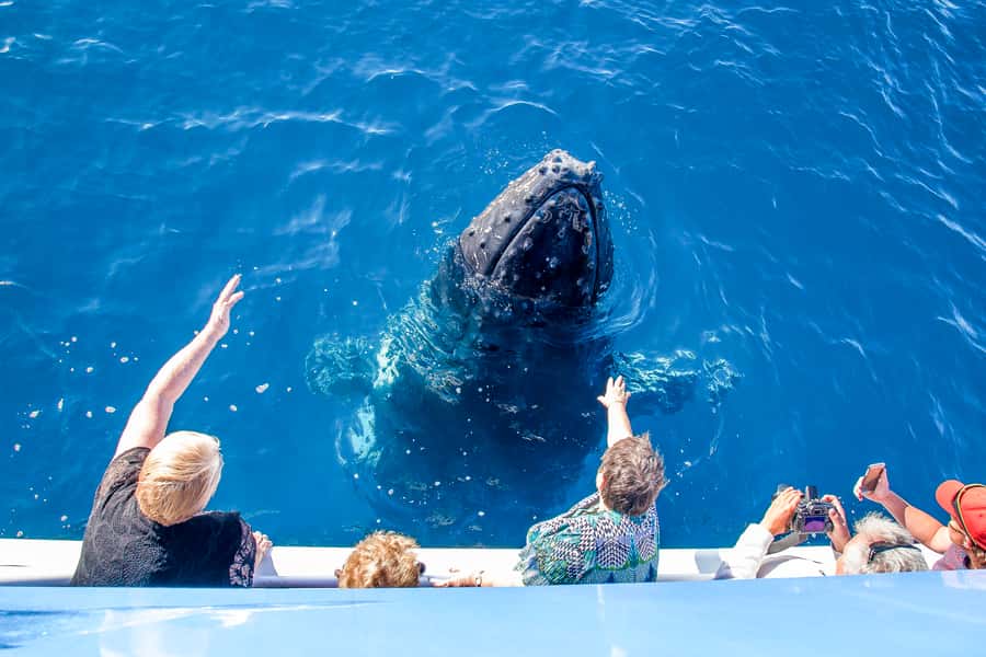 Hervey Bay 4-Hour Whale Watch Encounter - Weather, Warm Clothes, and Seasickness: The Practical Side Nobody Posts