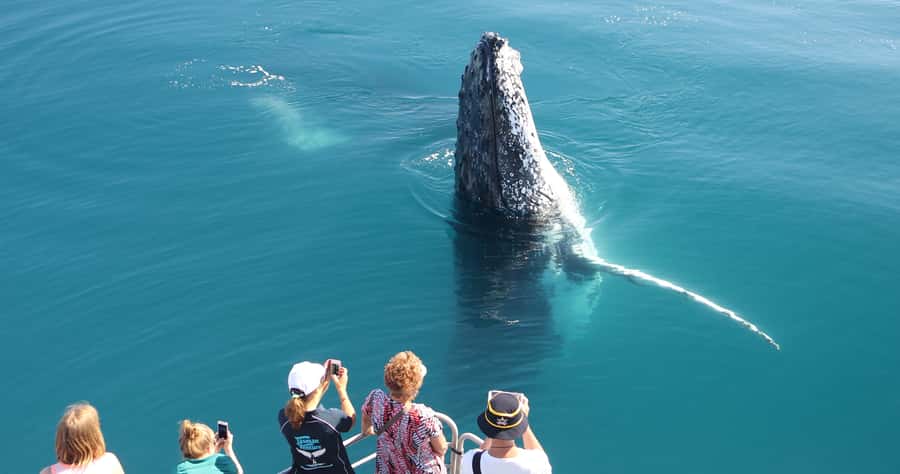 Hervey Bay 4-Hour Whale Watch Encounter - Tasman Venture Comfort and the Viewing Setup That Actually Helps
