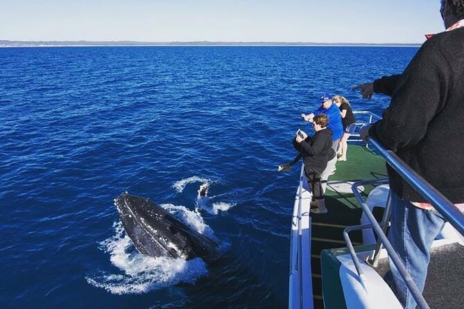 Hervey Bay: Best Value Half Day Whale Watching Cruise - Morning or afternoon: how to pick the right 4-hour window