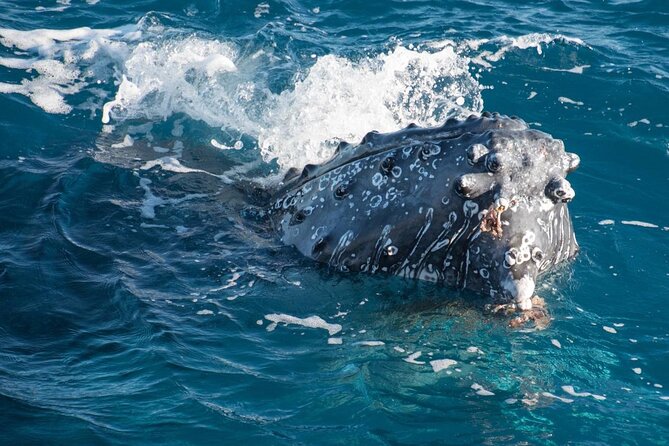 Hervey Bay: Best Value Half Day Whale Watching Cruise - Great Sandy Straits and Platypus Bay: the whale-watching search zone