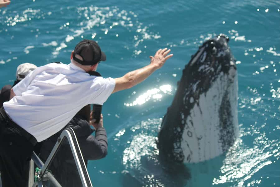 Hervey Bay: Half-Day Whale-Watching Cruise - Key highlights you’ll care about