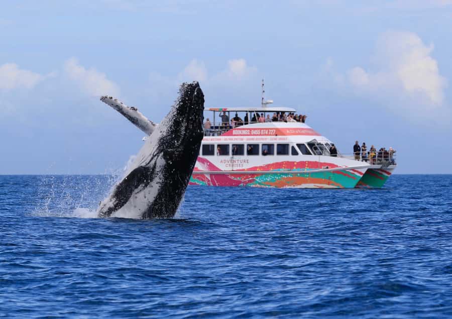 Hervey Bay: Half-Day Whale-Watching Cruise - Why Hervey Bay, and not just another whale tour?