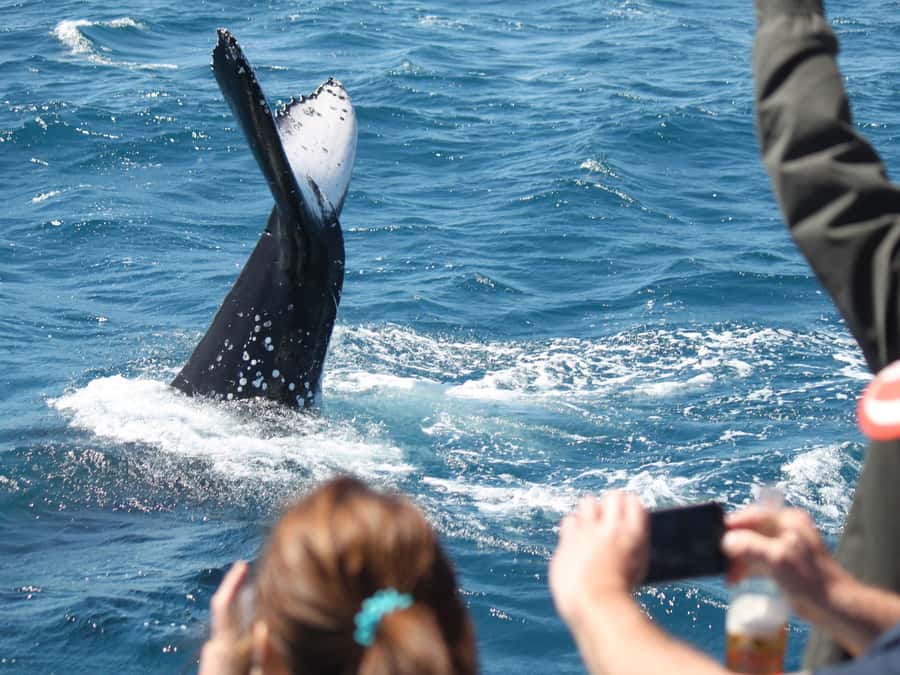 Hervey Bay: Half-Day Whale-Watching Cruise - The 4-hour flow: tea, scanning, and how the crew runs the hunt