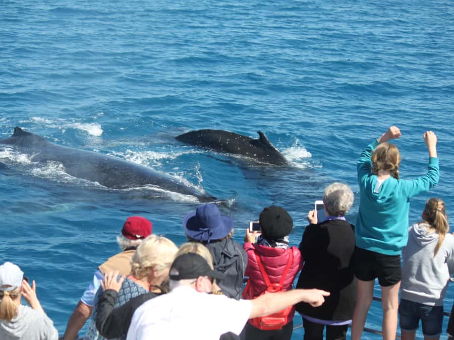 Hervey Bay: Half-Day Whale-Watching Cruise - Where the tour fits into your Hervey Bay day