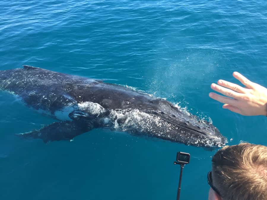 Hervey Bay: Half-Day Whale-Watching Cruise - Who should book this cruise, and who might not?