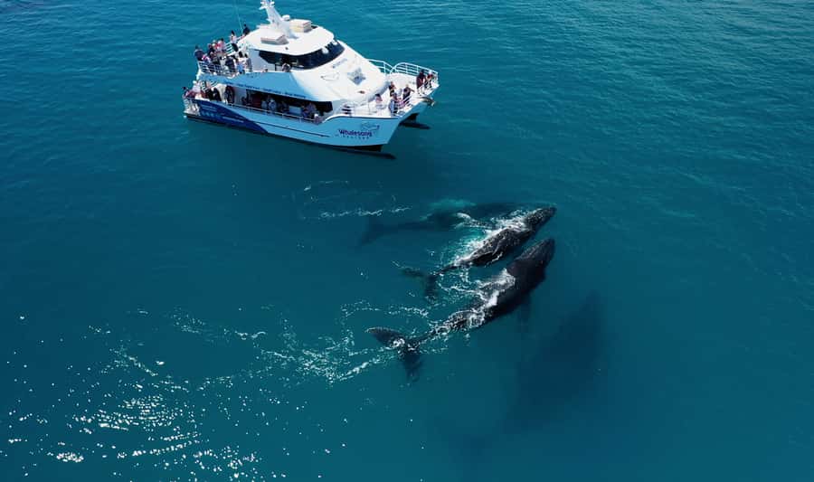 Hervey Bay: Half-Day Whale Watching Cruise with Meal - Key points worth planning around