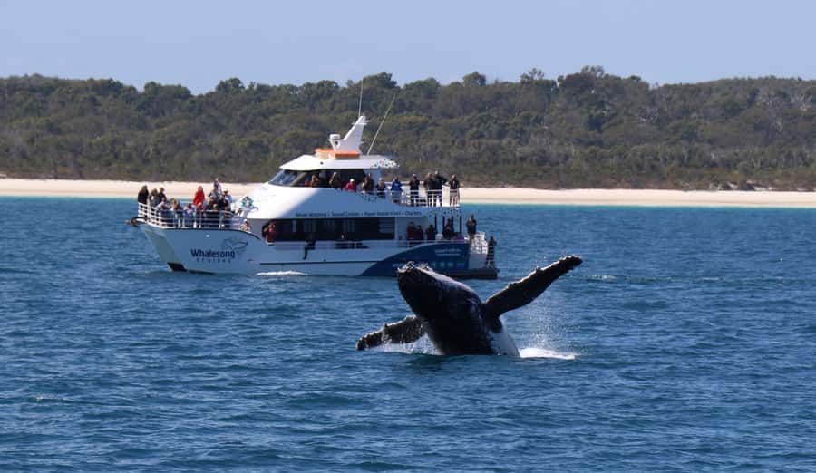 Hervey Bay: Half-Day Whale Watching Cruise with Meal - What to bring, and the do nots