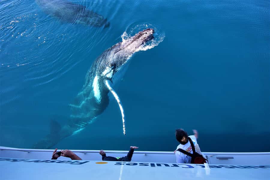 Hervey Bay: Half-Day Whale Watching Cruise with Meal - What the 4 hours on the water really looks like