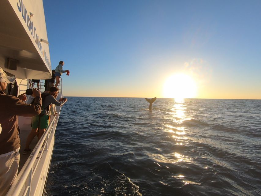 Hervey Bay: Half-Day Whale Watching Cruise with Meal - Commentary and hydrophone whale song, what to listen for