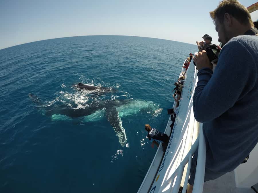 Hervey Bay: Half-Day Whale Watching Cruise with Meal - Who should book Whalesong Cruises, and who should rethink it