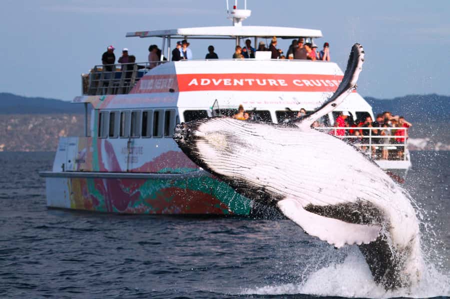 Hervey Bay: Half-Day Whale Watching Cruise - The Spirit catamaran setup: comfort plus real whale viewing