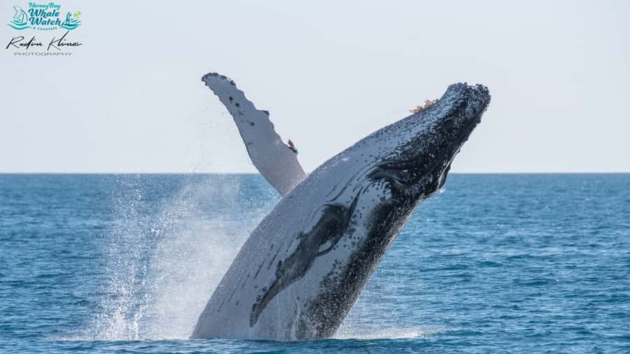 Hervey Bay: Humpback Whale-Watching Half-Day Cruise - Key points you’ll care about