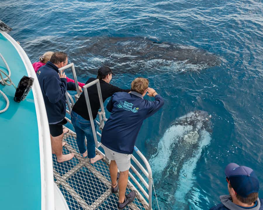 Hervey Bay: Humpback Whale-Watching Half-Day Cruise - Why Hervey Bay is such a strong humpback whale choice