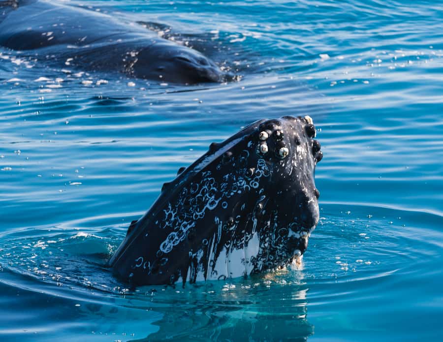 Hervey Bay: Humpback Whale-Watching Half-Day Cruise - The vibe on board: live commentary, tea, and a licensed bar
