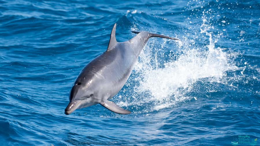 Hervey Bay: Humpback Whale-Watching Half-Day Cruise - From check-in to the first whale search: what your time looks like
