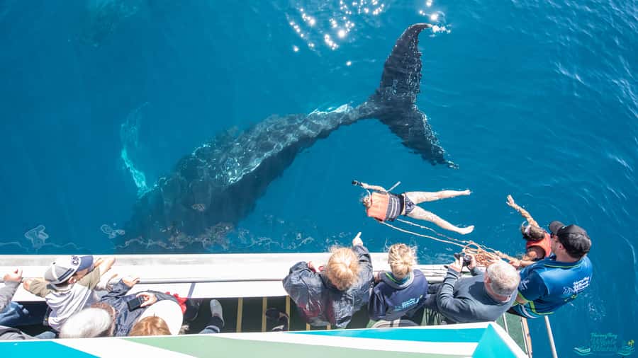 Hervey Bay: Humpback Whale-Watching Half-Day Cruise - Meeting the crew and getting the most from the boat’s design