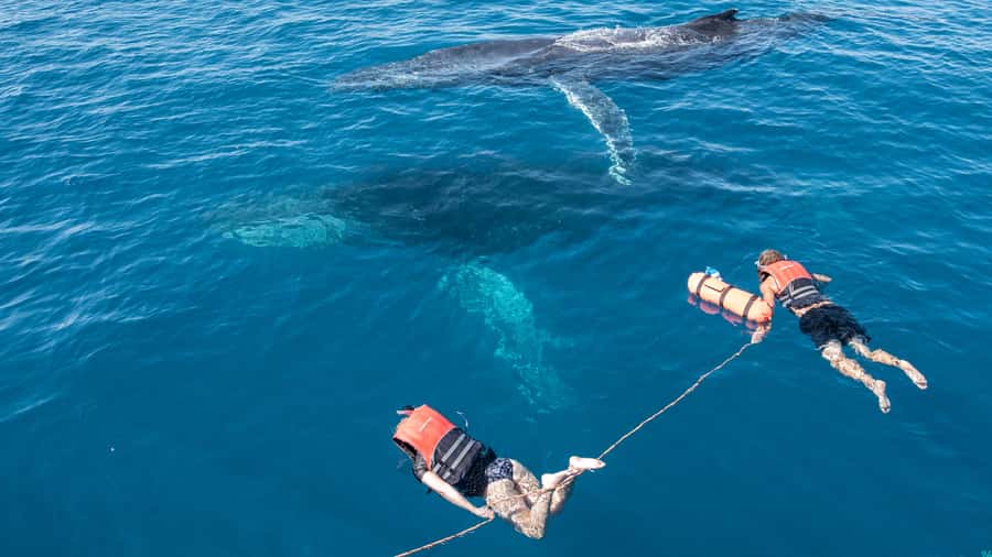 Hervey Bay: Humpback Whale-Watching Half-Day Cruise - Price and value: is $84 per person a fair deal?