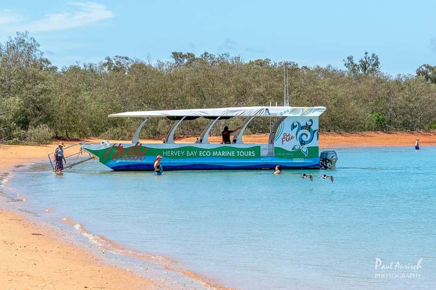 Hervey Bay: Turtle Discovery Eco Tour - Key Things To Know Before You Go