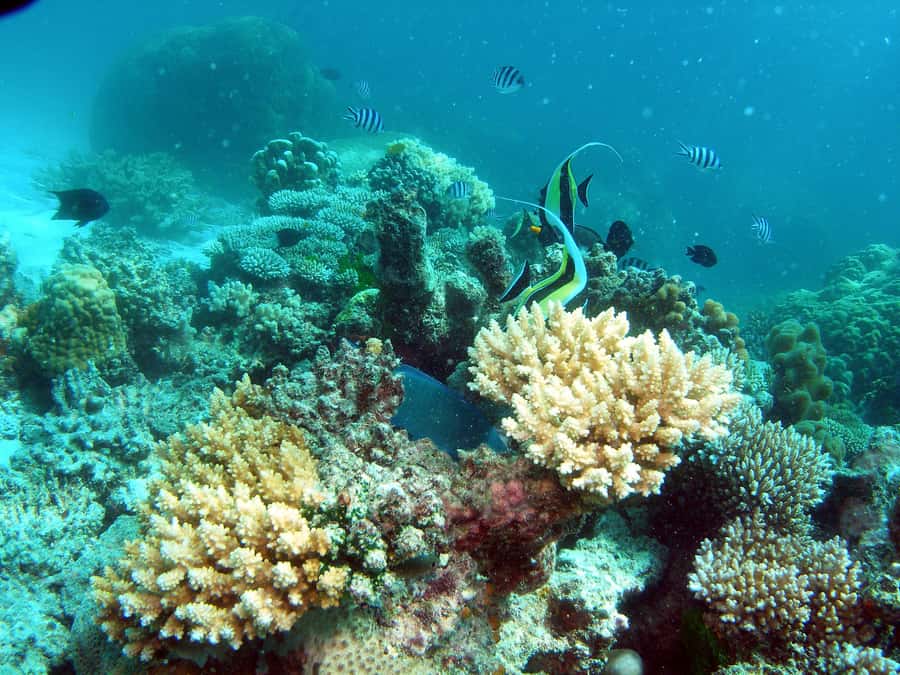Hervey Bay: Turtle Discovery Eco Tour - Wildlife Spotting That’s Guided, Not Random
