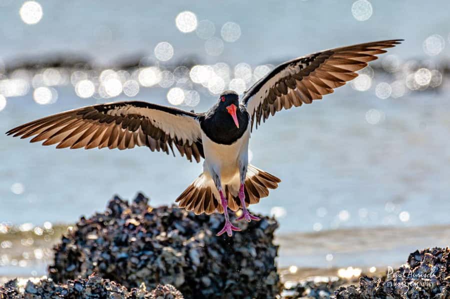 Hervey Bay: Turtle Discovery Eco Tour - Price and Value: Is $77 Worth It?