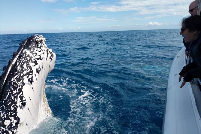 Hervey Bay Ultimate Whale Watching Cruise - Water-Level Whale Watching From Urangan, Not From a Big Deck
