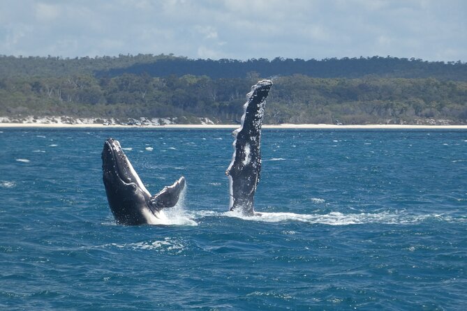 Hervey Bay Ultimate Whale Watching Cruise - Peak Season Windows and What “Guaranteed” Really Means