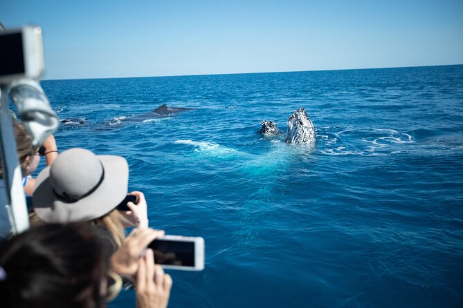 Hervey Bay Ultimate Whale Watching Cruise - Snacks, Soft Drinks, and the Kids Program That Actually Helps