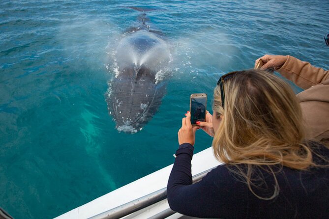 Hervey Bay Ultimate Whale Watching Cruise - Price and Value: What $85.35 Covers, and What It Doesn’t