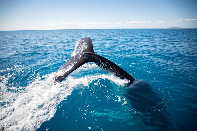Hervey Bay Ultimate Whale Watching Cruise - Boat Comfort, Weather Dressing, and How to Avoid a Miserable Watch