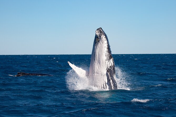 Hervey Bay Ultimate Whale Watching Cruise - The Pacific Whale Foundation Approach, Explained Simply