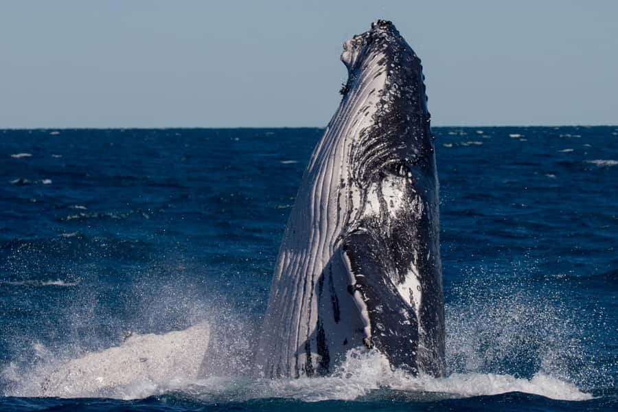 Hervey Bay: Ultimate Whale Watching Experience - Ocean advocate angle: why it changes the value of the day